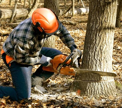 Tree Removal in Hitchita, OK